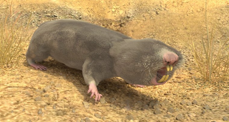 Гигантский слепыш