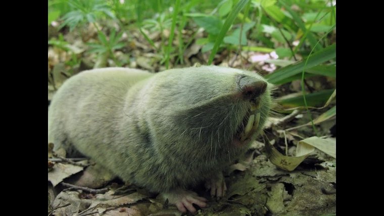 Обыкновенный слепыш