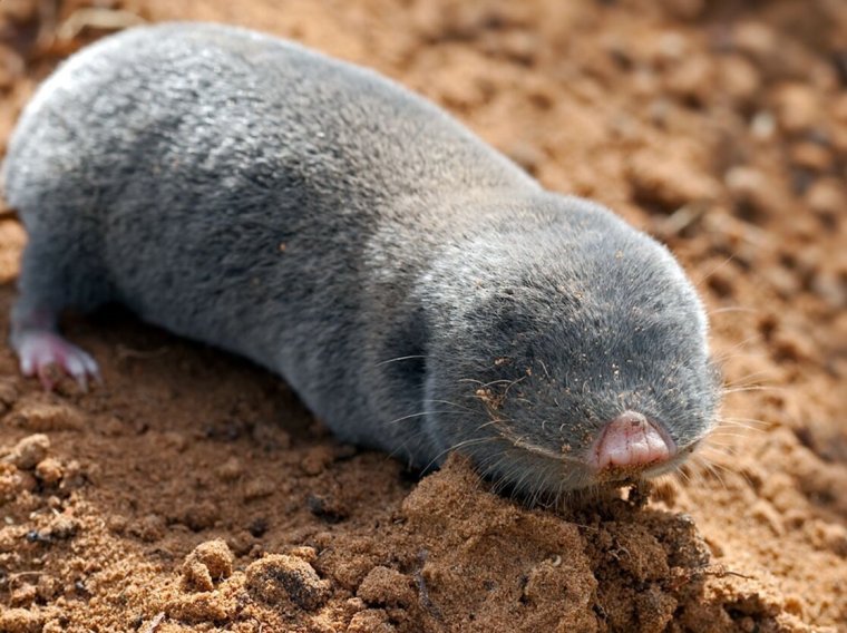 Крот слепыш обыкновенный