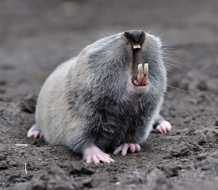 Обыкновенный слепыш (Spalax microphthalmus)