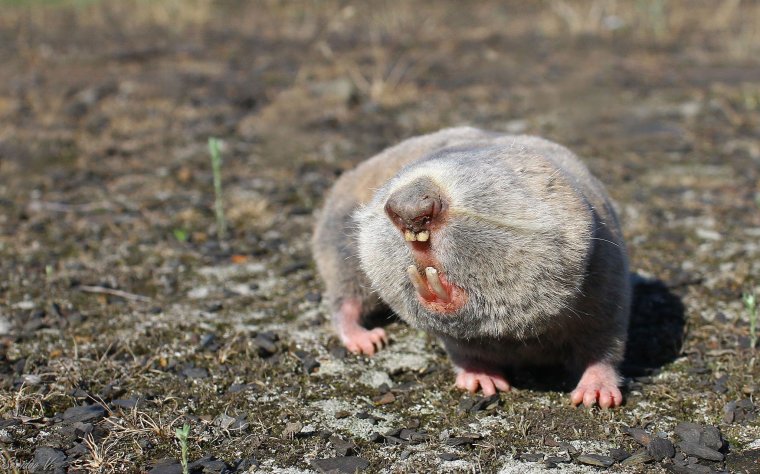 Земляная крыса слепыш