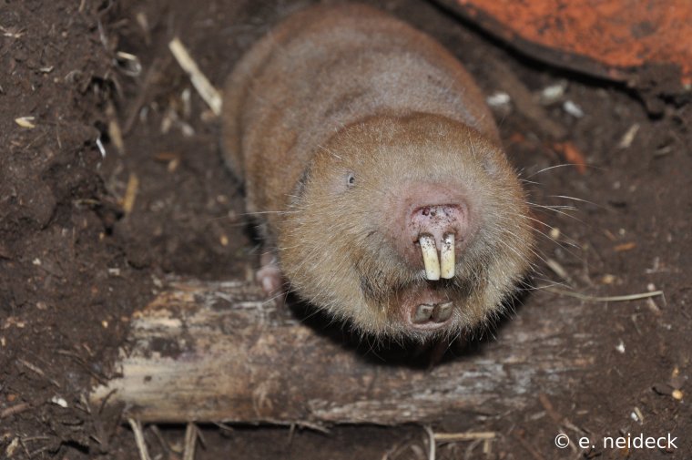 Обыкновенный слепыш