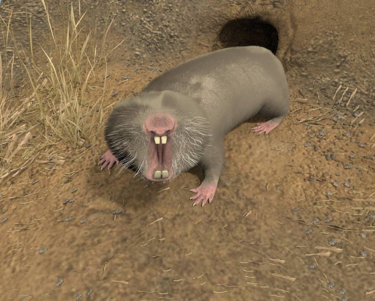 Крот слепыш обыкновенный