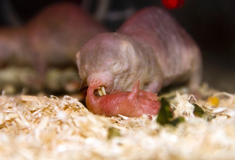 Голый землекоп (Heterocephalus Glaber)