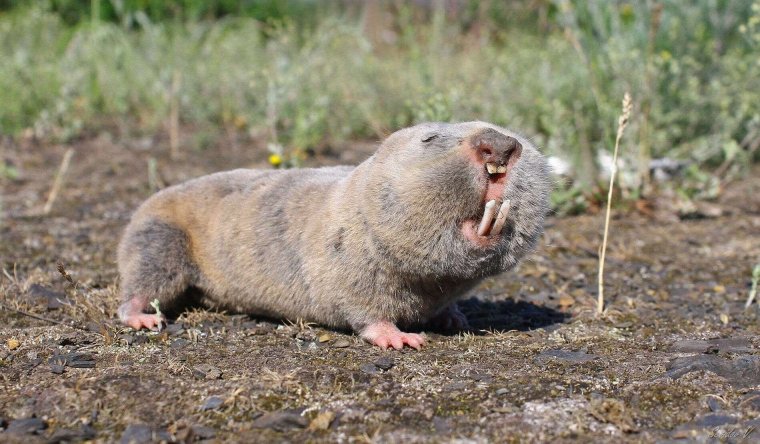 Даурский цокор