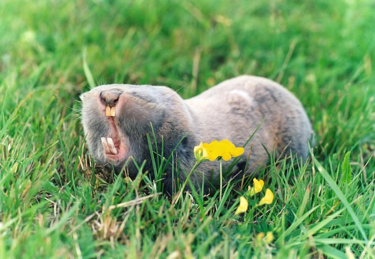 Песчаный слепыш