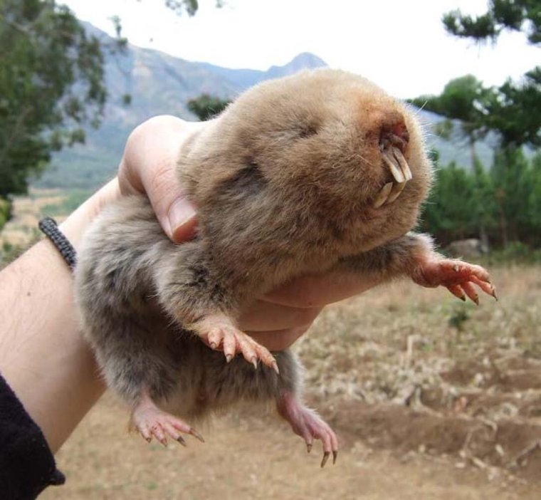 Гигантский слепыш