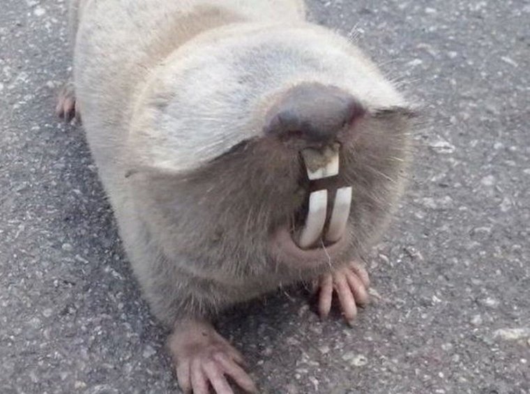 Гигантский слепыш зубы