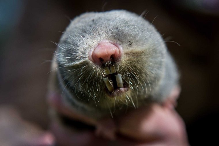 Обыкновенный слепыш глаза