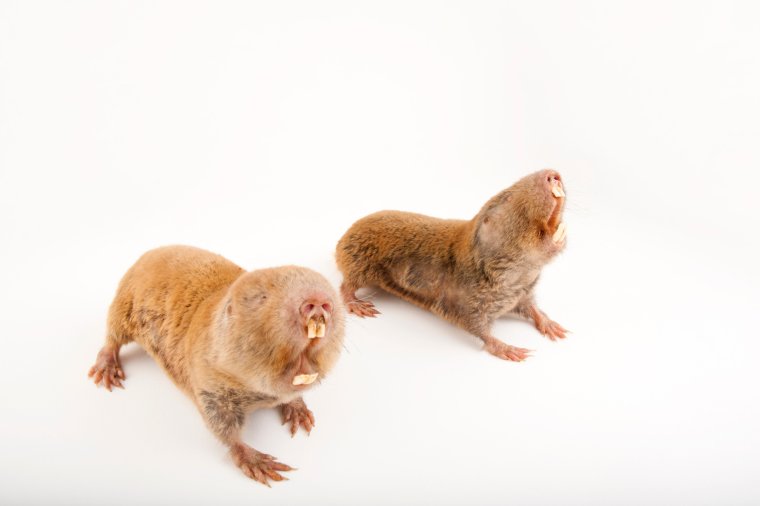 Слепыш обыкновенный детеныш