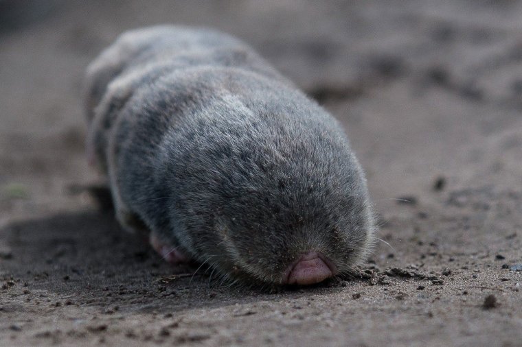 Гигантский слепыш на англ