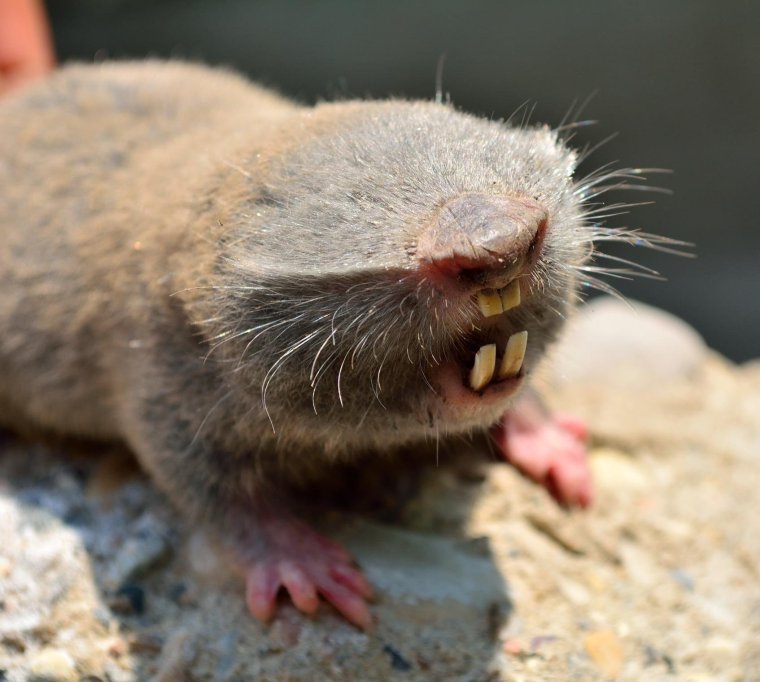 Землеройка слепыш обыкновенный