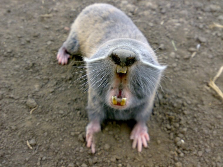 Буковинский слепыш