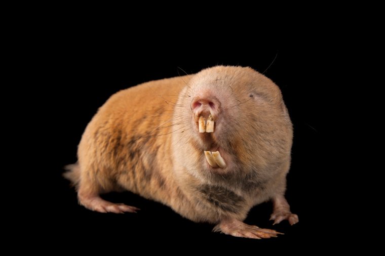 Слепушонка обыкновенная