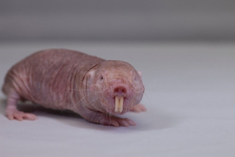 Крыса слепыш