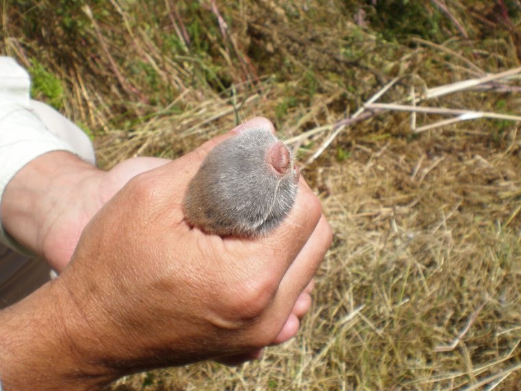 Слепыш обыкновенный детеныш