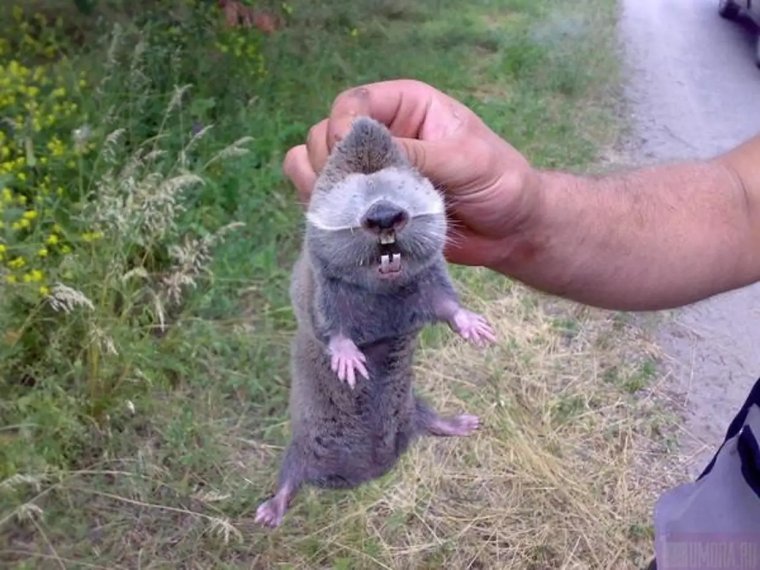 Крот слепыш