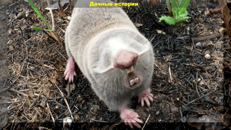 Слепыши и борьба с ними в огороде