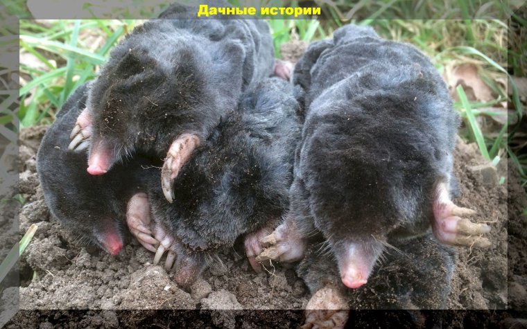 Слепыш гигантский размножение