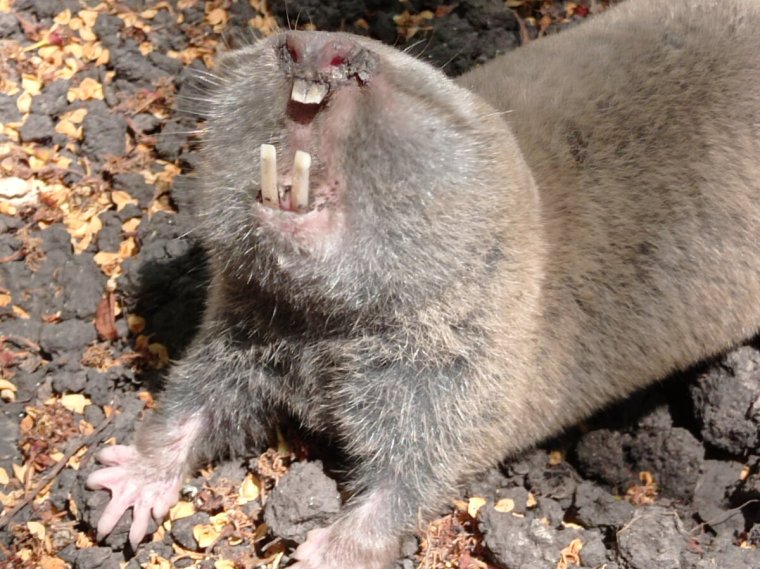 Крот или слепыш днем