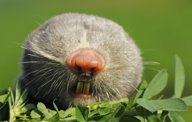 Гигантский слепыш