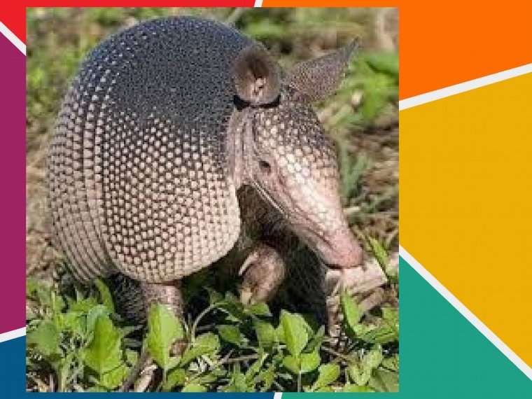 Броненосец альбинос