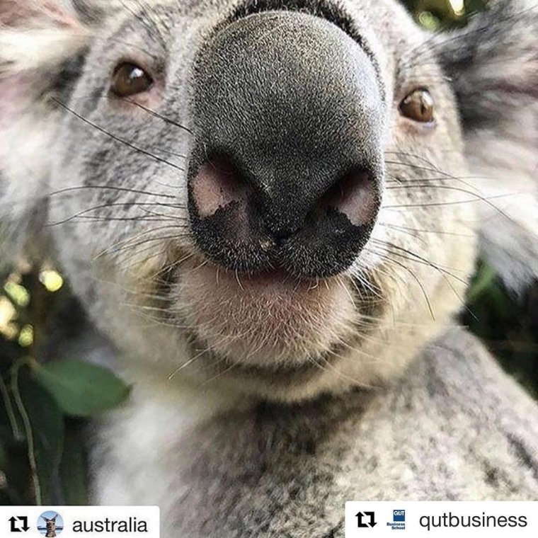 Животное с большим носом