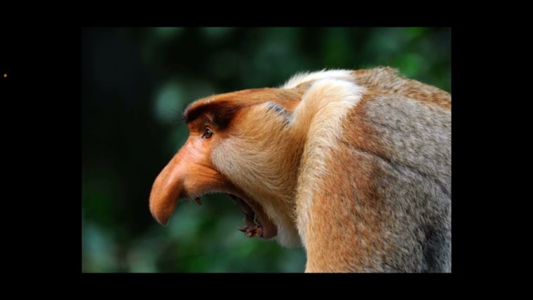 Обезьяна носач кахау