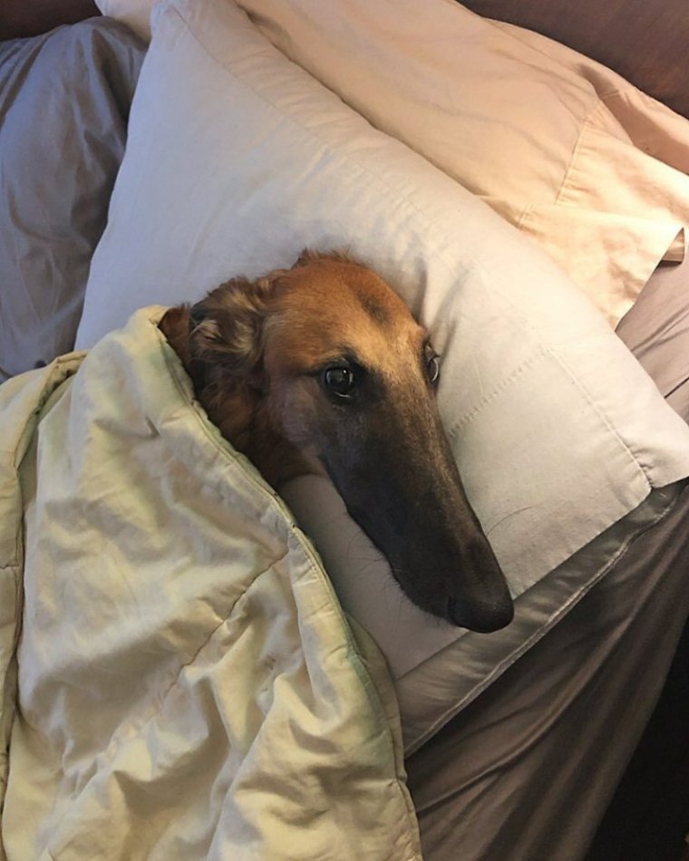 Собака с длинным носом