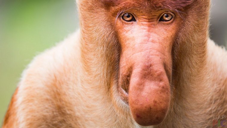 Животные с большим носом