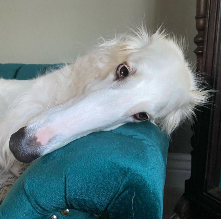 Собака с длинной мордой пьет воду