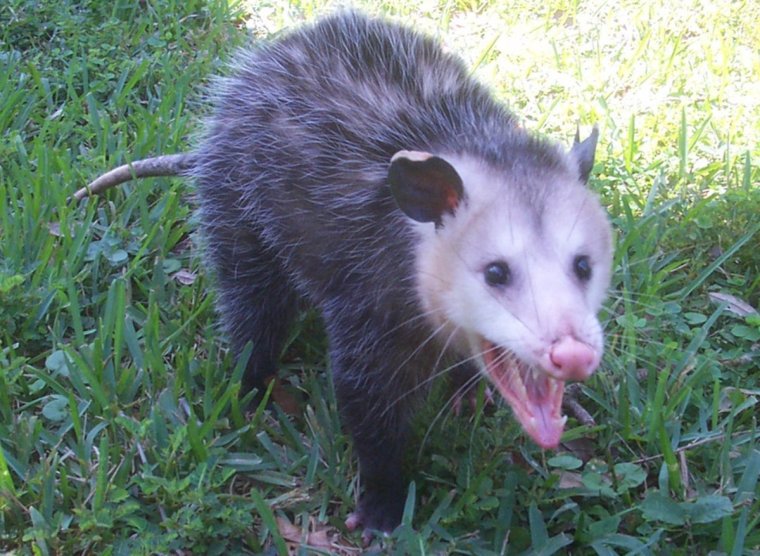 Опоссум Чарли