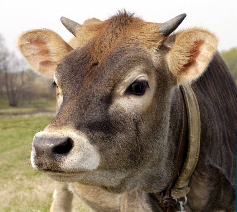 Глаза коровы