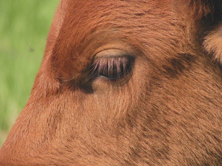 Ресницы коровы