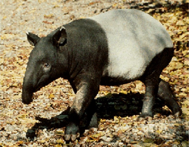 Тапир и муравьед