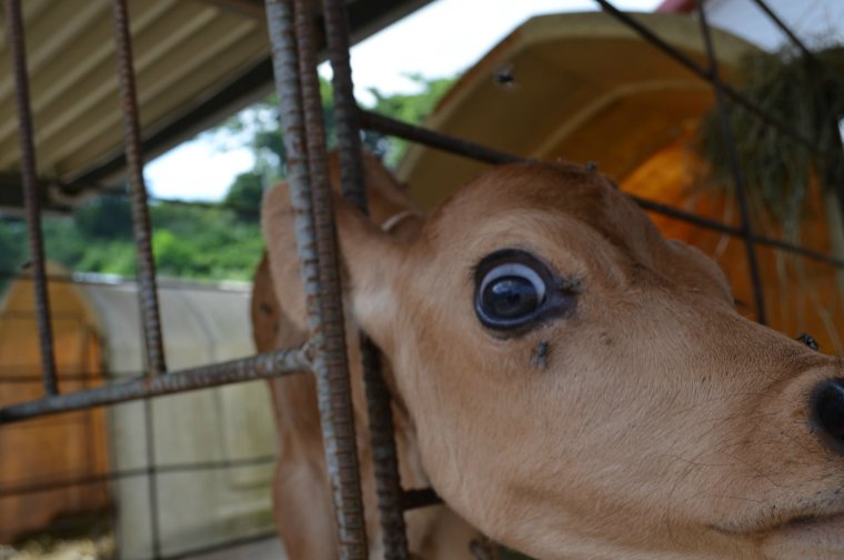 Глаза теленка