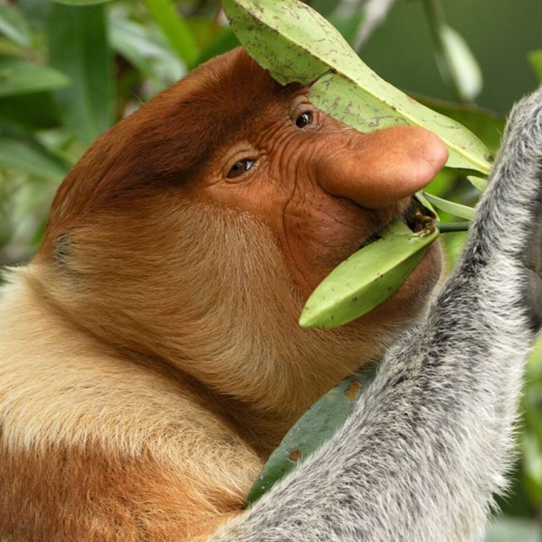 Обезьяна носач