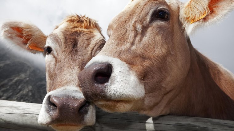 Сельскохозяйственные животные