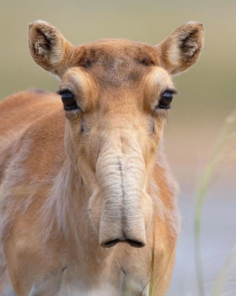 Сайгак самка
