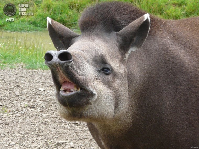 Лохматый тапир