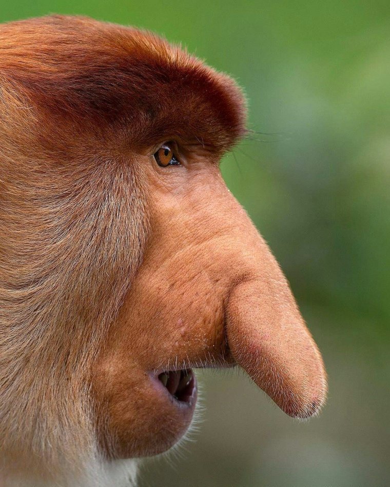 Носач (proboscis Monkey)