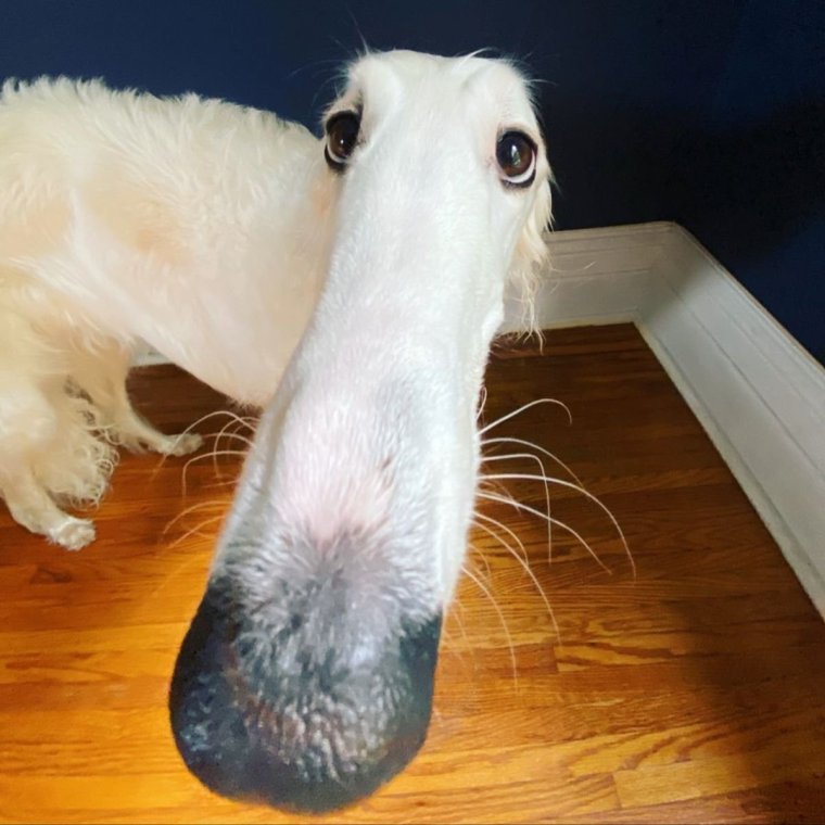 Borzoi Dog nose meme