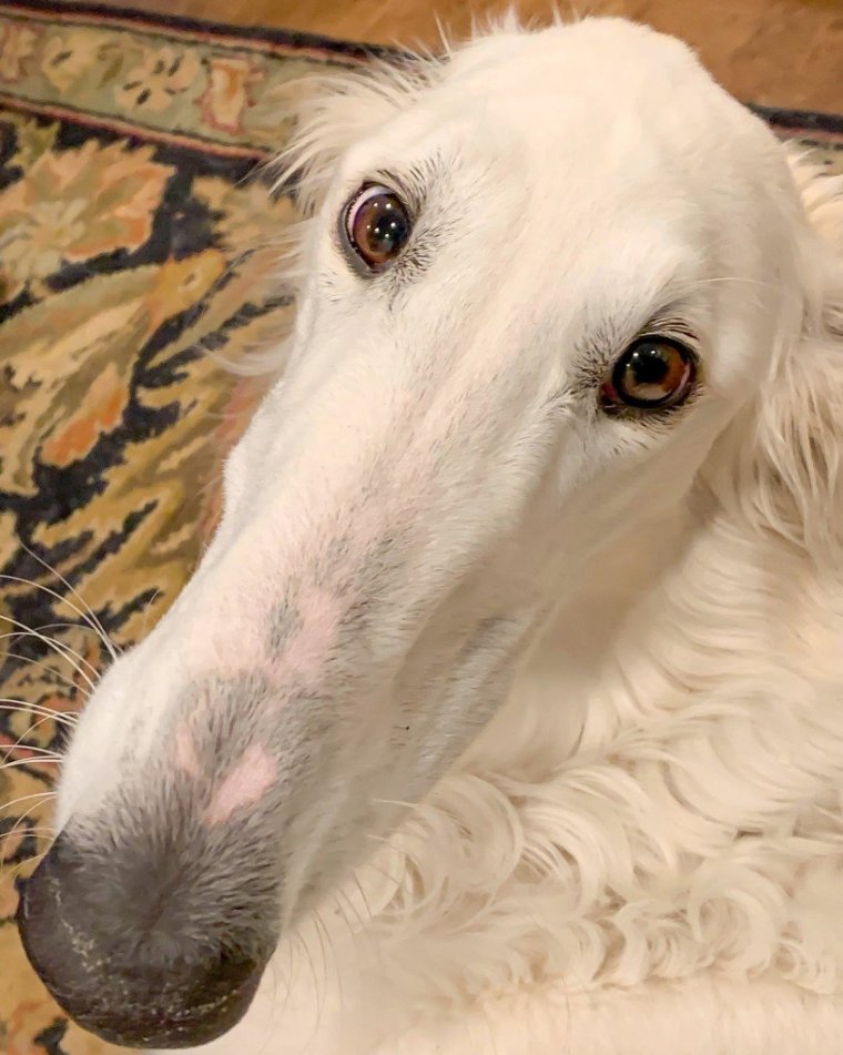 Борзая Эрис