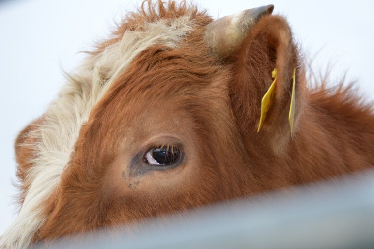 Ресницы коровы