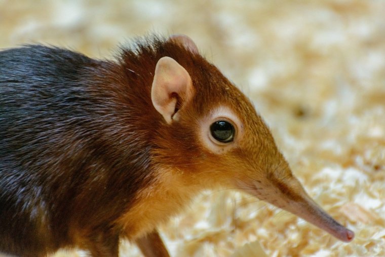 Хоботковая собачка Петерса