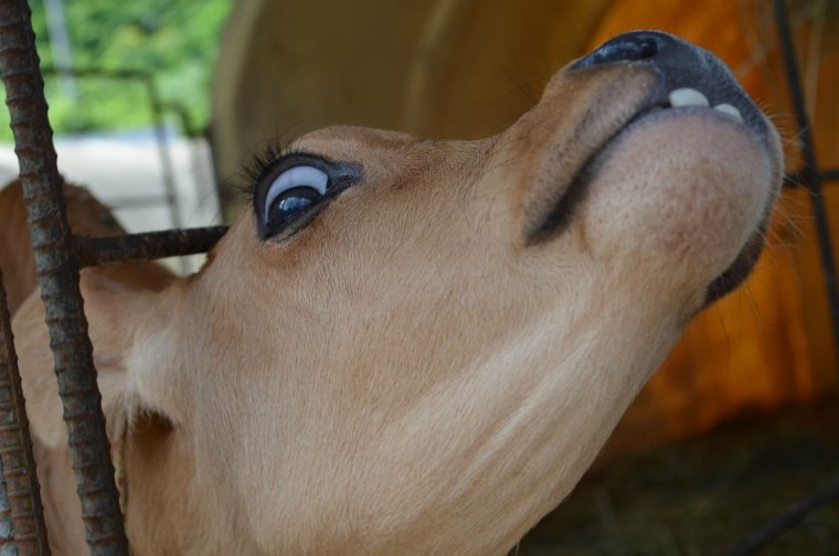 Корова с длинными ресницами