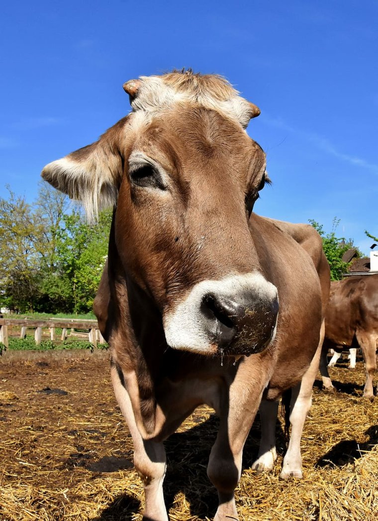 Красивые глаза коровы