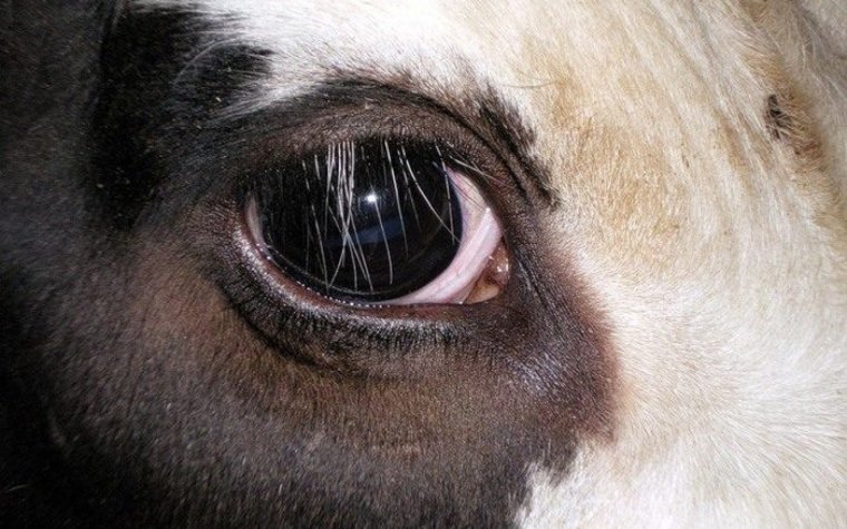 Ресницы коровы