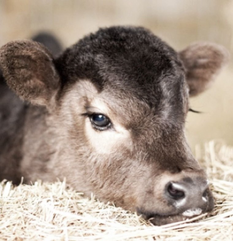 Маленькие телята