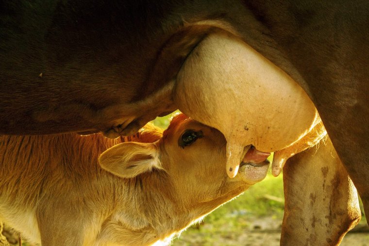 Желтая корова